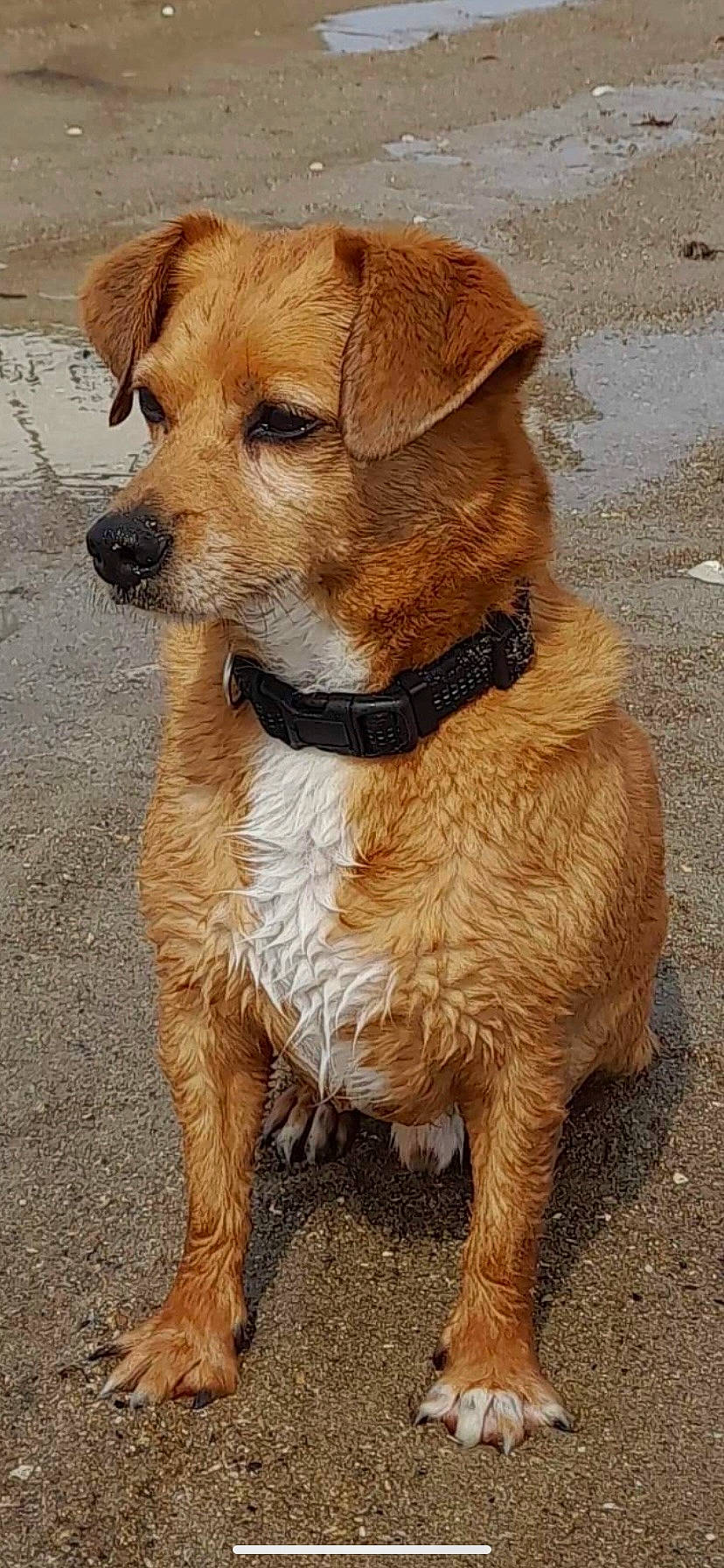 Westy a rejoint le concours — aidez-le/la à gagner de superbes lots ! canidae, carnivore, collar, companion_dog, dog, dog_breed, dog_collar, fawn, fur, hunting_dog, leash, liver, plant, snout, sporting_group, tail, terrestrial_animal, whiskers, wildlife, working_animal