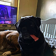 Milo joined the competition — help win amazing prizes! dog, black_dog, brindle_dog, bed, blanket, treat, indoor, television, window, furniture, room, pet, animal, lying_down, sitting, dark, light, screen, human_figure, watching_tv