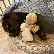 Azzaro a rejoint le concours — aidez-le/la à gagner de superbes lots ! dog, puppy, labrador, brown_dog, blanket, plush_toy, bed, sleeping, cozy, indoor, floor, snuggling, pet, cute, canine, soft_toy, resting, domestic_animal, fur, paw