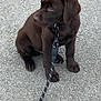 Azzaro participe au concours pour gagner de l'argent avec cette photo : puppy, dog, brown, leash, sitting, asphalt, pet, canine, young, outdoor, animal, cute, fur, collar, waiting, sideways, domestic_animal, four_legs, young_animal, companionship