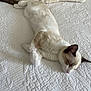cat, sleeping, bed, quilt, white, pillow, fur, animal, pet, relaxing, indoor, cozy, resting, mammal, cute, domestic, whiskers, peaceful, soft, quiet