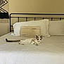 cat, bed, pillow, bedroom, quilt, wall_art, sign, decor, furniture, indoor, resting, animal, pet, white, cream, brown, metal_bed_frame, cozy, home, relaxed