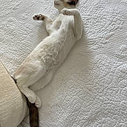 Marie is registered to the contest to win money with this photo: cat, white_cat, lying_down, bed, quilt, textured_bedding, relaxed, paws, tail, indoor, pet, feline, resting, sleepy, cozy, soft, fur, animal, cute, home