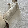 cat, white_cat, lying_down, bed, quilt, textured_bedding, relaxed, paws, tail, indoor, pet, feline, resting, sleepy, cozy, soft, fur, animal, cute, home