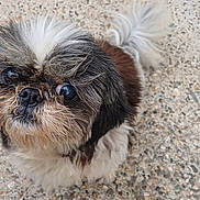 Jolie Cœur a rejoint le concours — aidez-le/la à gagner de superbes lots ! dog, small_dog, fluffy, fur, white_fur, black_fur, brown_fur, pet, animal, outdoor, concrete, tail, cute, looking_up, close_up, face, whiskers, snout, nose, ears