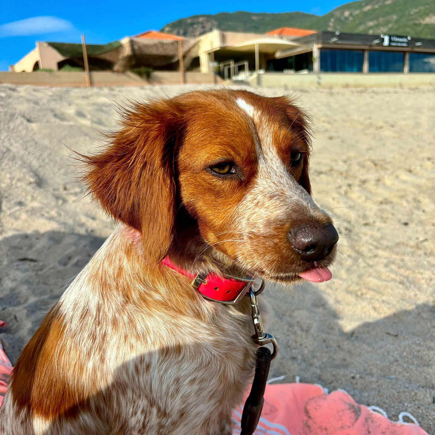 Luna a rejoint le concours — aidez-le/la à gagner de superbes lots ! animal, beach, blue_sky, brown_fur, cheeky, close_up, collar, daylight, dog, leash, nature, outdoor, pet, relaxed, sand, speckled_fur, sunny, tongue, towel, white_fur