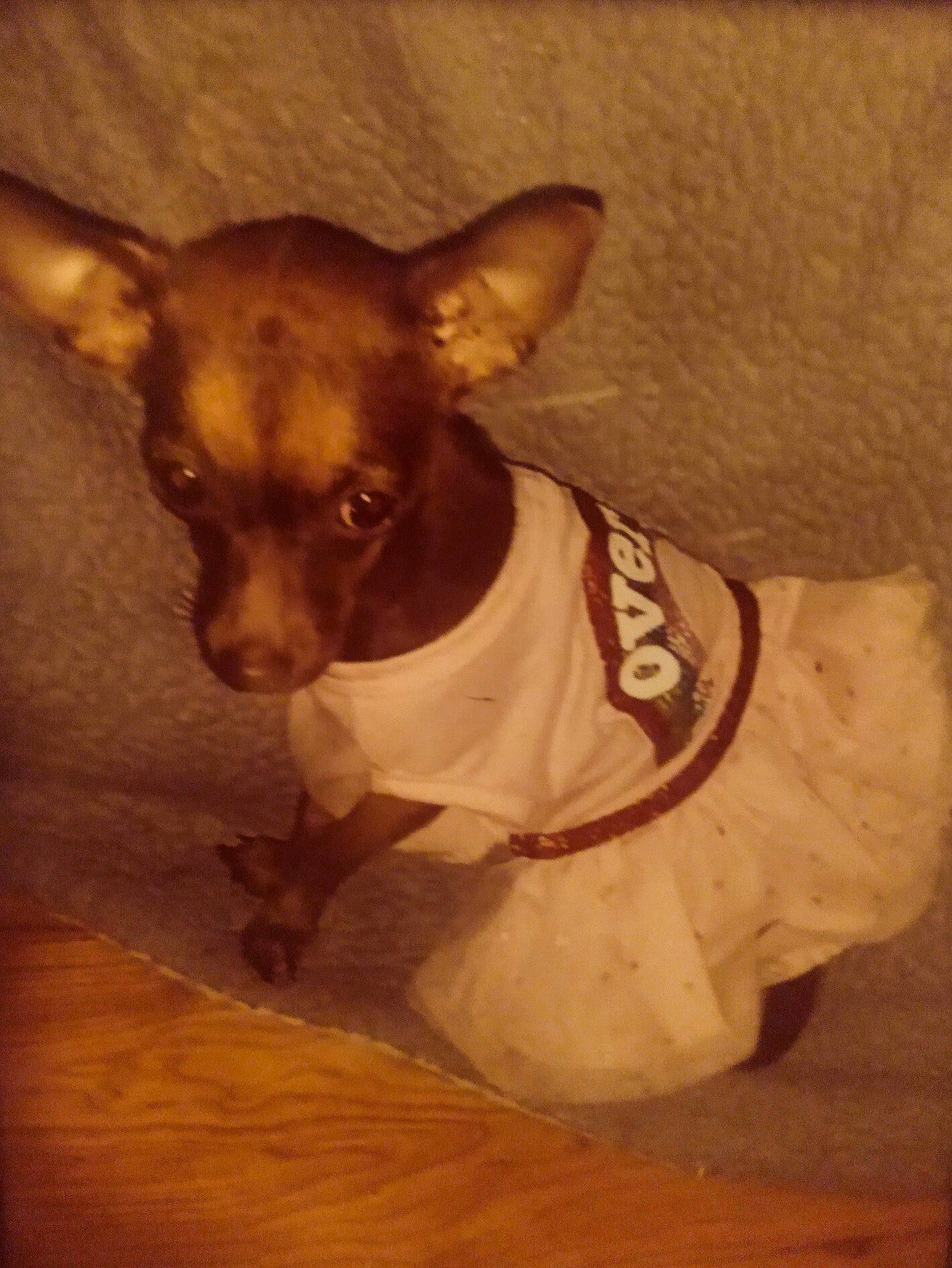 Coco Bean Hall joined the competition — help win amazing prizes! canidae, carnivore, chihuahua, companion_dog, corgi_chihuahua, dog, dog_breed, dog_supply, ear, fawn, fur, non_sporting_group, russkiy_toy, small_terrier, snout, sporting_group, toy_dog, whiskers, wood, working_animal