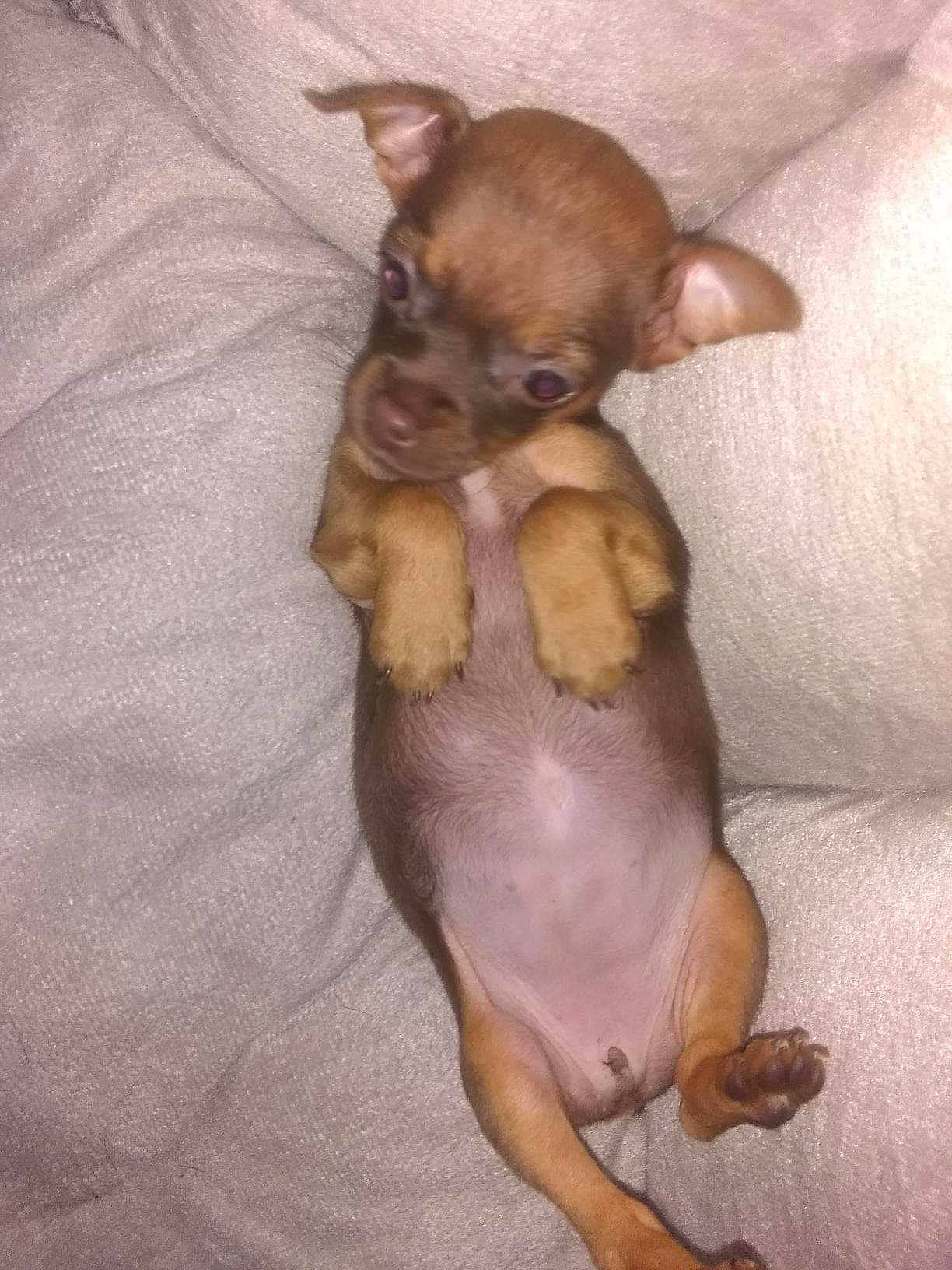 Coco Bean Hall is registered to the contest to win money with this photo: canidae, carnivore, chihuahua, comfort, companion_dog, corgi_chihuahua, dog, dog_breed, ear, fawn, liver, non_sporting_group, paw, russkiy_toy, snout, sporting_group, terrestrial_animal, toy_dog, whiskers, working_animal