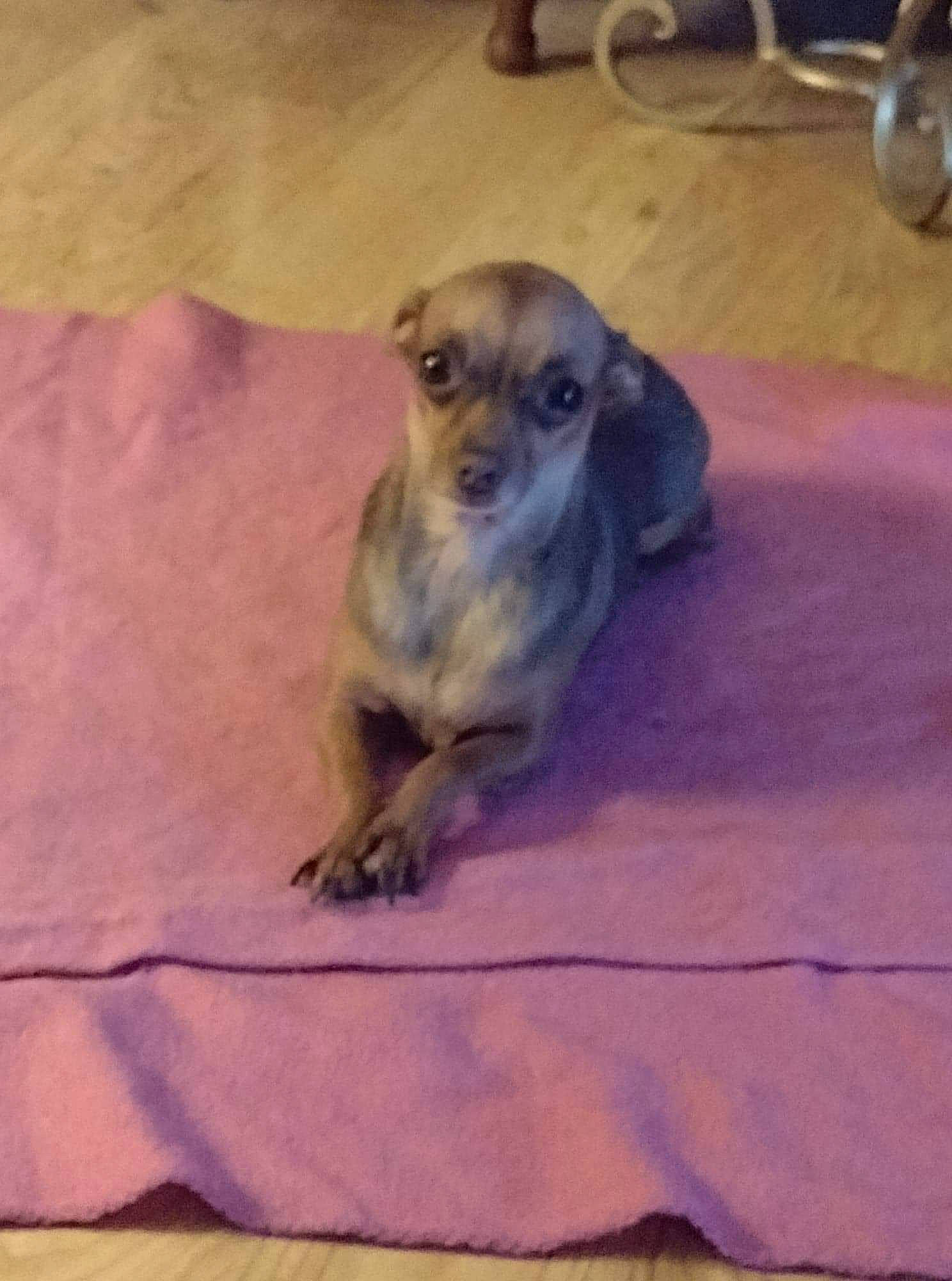 Coco Bean Hall joined the competition — help win amazing prizes! canidae, carnivore, companion_dog, dog, dog_breed, fawn, floor, flooring, fur, hardwood, paw, pet_supply, snout, sporting_group, tail, terrestrial_animal, wood, working_animal