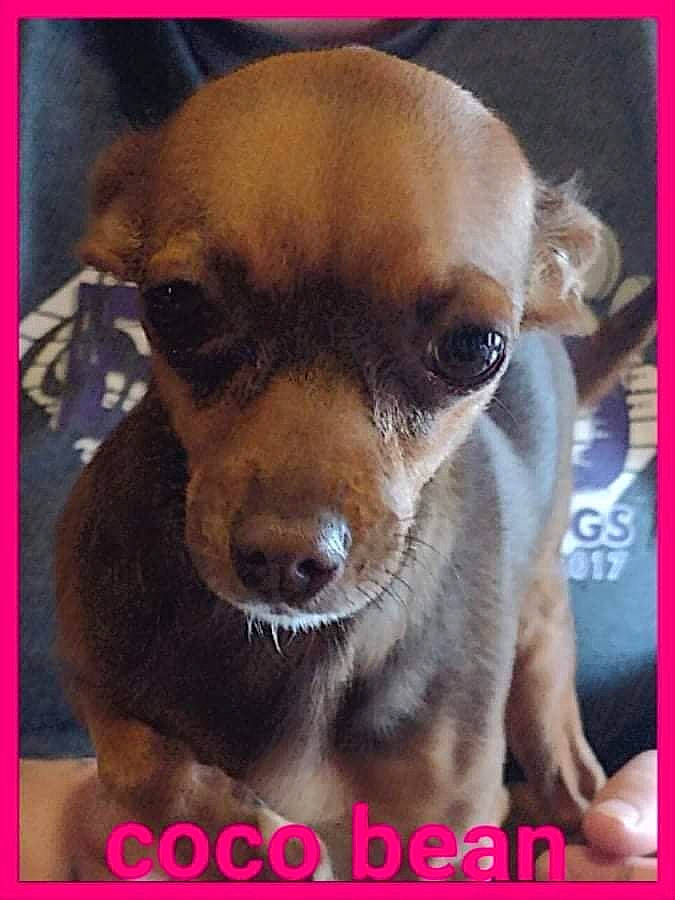 Coco Bean Hall is registered to the contest to win money with this photo: canidae, carnivore, companion_dog, dog, dog_breed, ear, fawn, fur, liver, paw, pet_supply, photo_caption, puppy_love, rectangle, snout, sporting_group, sunglasses, toy_dog, whiskers, working_animal