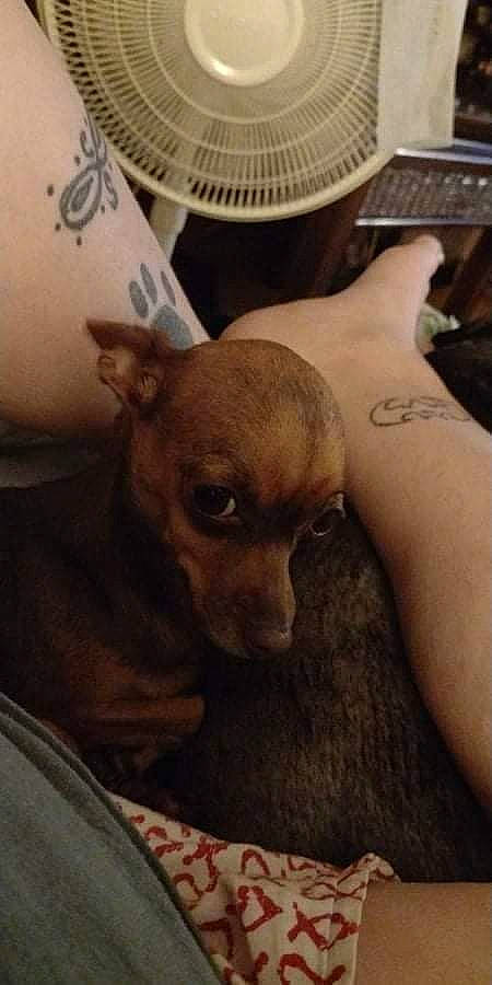 Coco Bean Hall joined the competition — help win amazing prizes! canidae, carnivore, chest, chihuahua, comfort, companion_dog, couch, dog, dog_breed, ear, fawn, fur, head, human_leg, snout, sporting_group, tattoo, temporary_tattoo, toy_dog, whiskers