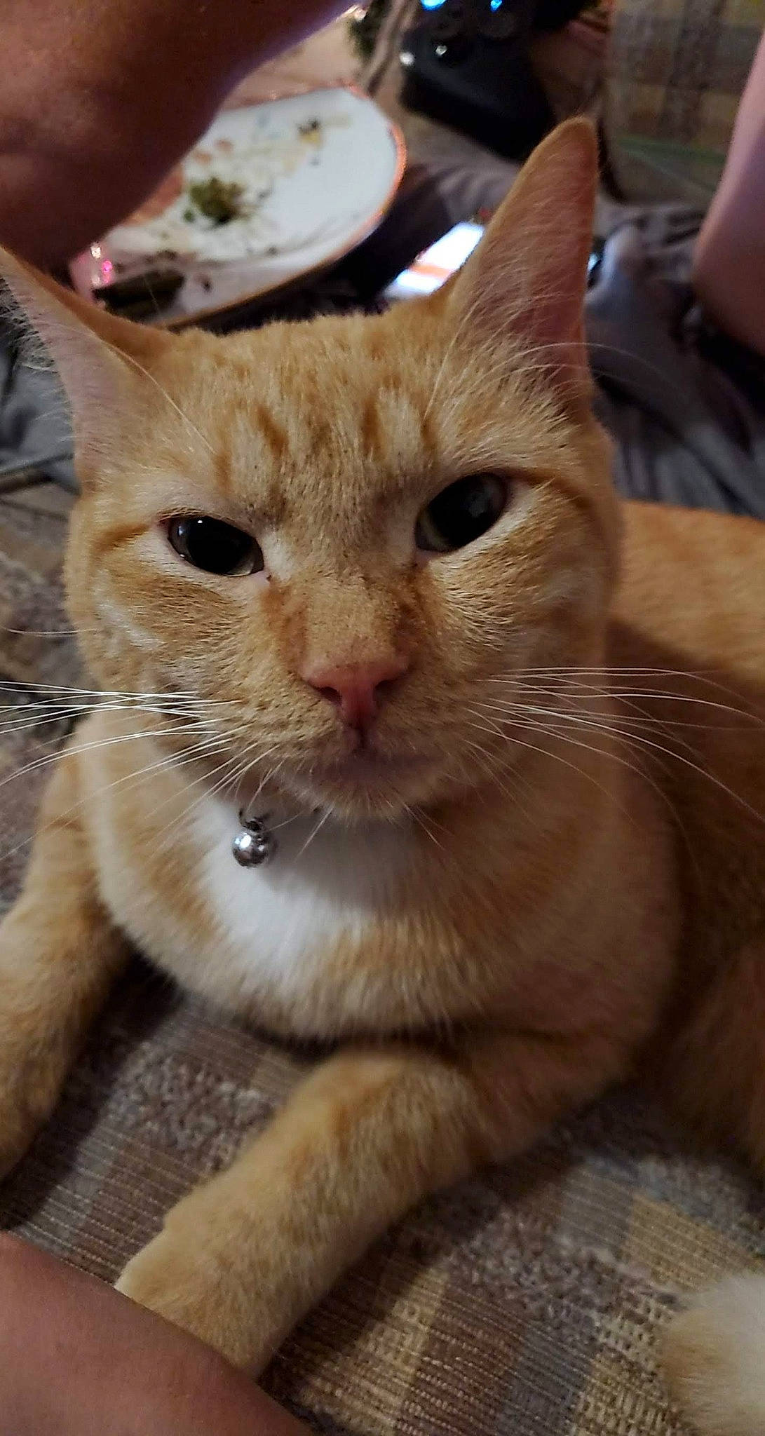 Simba joined the competition — help win amazing prizes! carnivore, cat, claw, domestic_short_haired_cat, fawn, felidae, fur, paw, small_to_medium_sized_cats, snout, terrestrial_animal, whiskers, wildlife, window