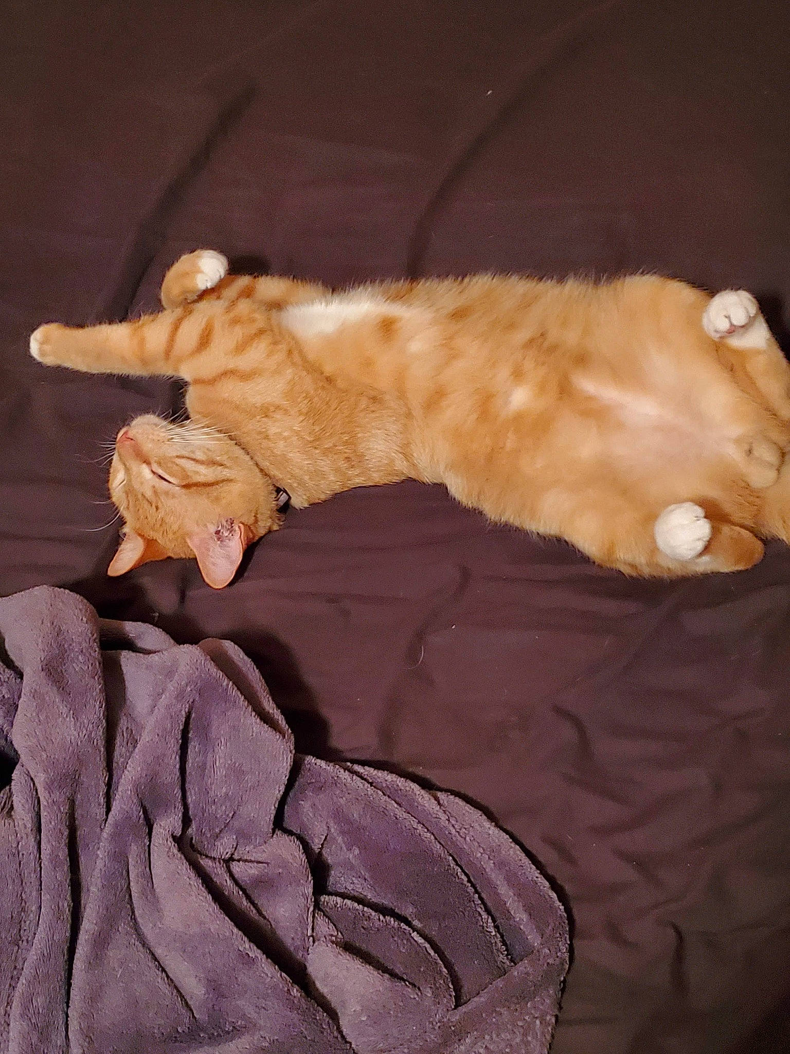 Simba joined the competition — help win amazing prizes! bed, carnivore, cat, claw, comfort, couch, dog_breed, fawn, felidae, fur, linens, mammal, paw, satin, sleeve, small_to_medium_sized_cats, tail, vertebrate, whiskers, wood