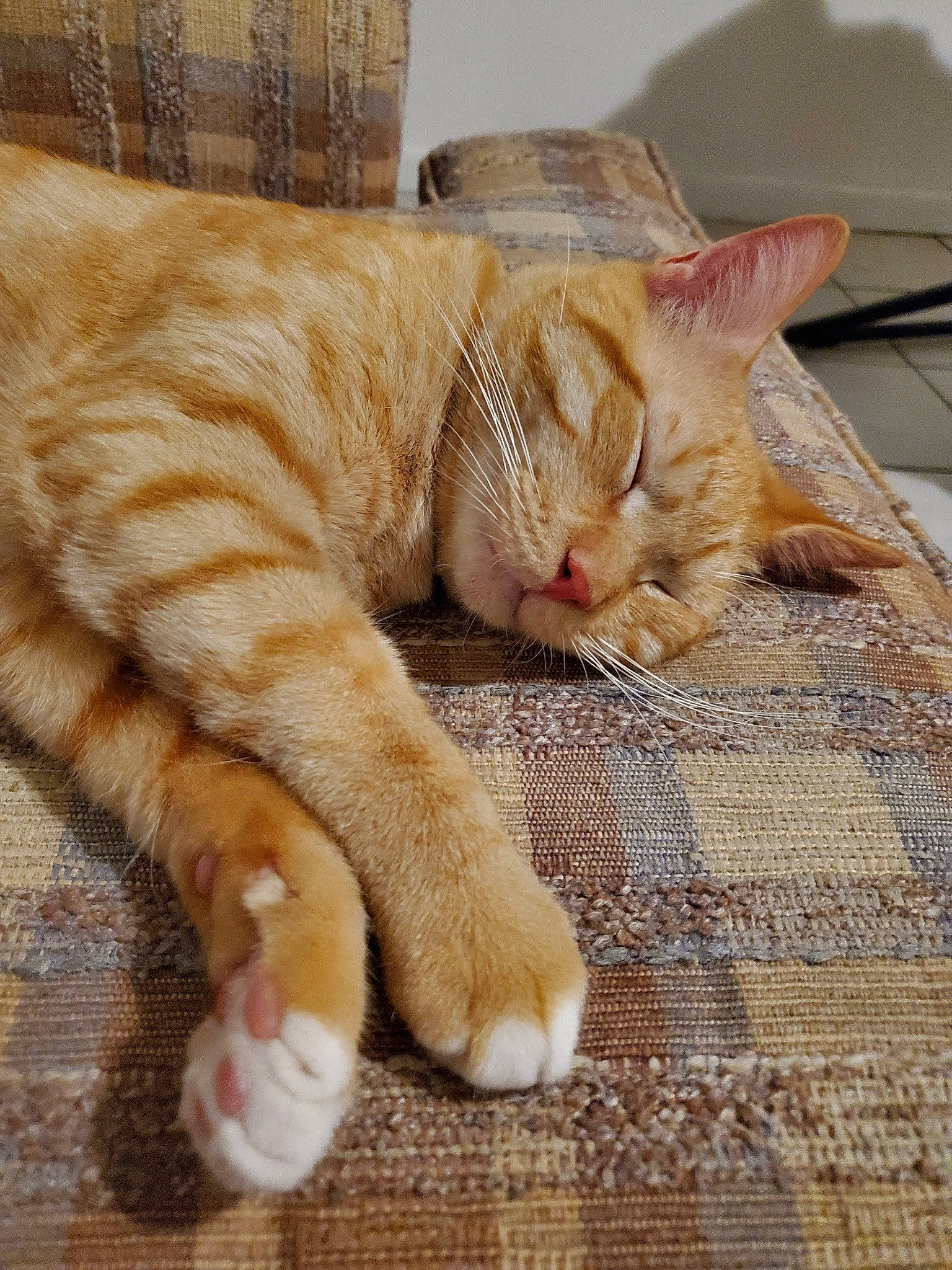 Simba joined the competition — help win amazing prizes! carnivore, cat, claw, comfort, domestic_short_haired_cat, fawn, felidae, flooring, foot, fur, nap, paw, sitting, small_to_medium_sized_cats, snout, tail, terrestrial_animal, whiskers, wood, wrinkle