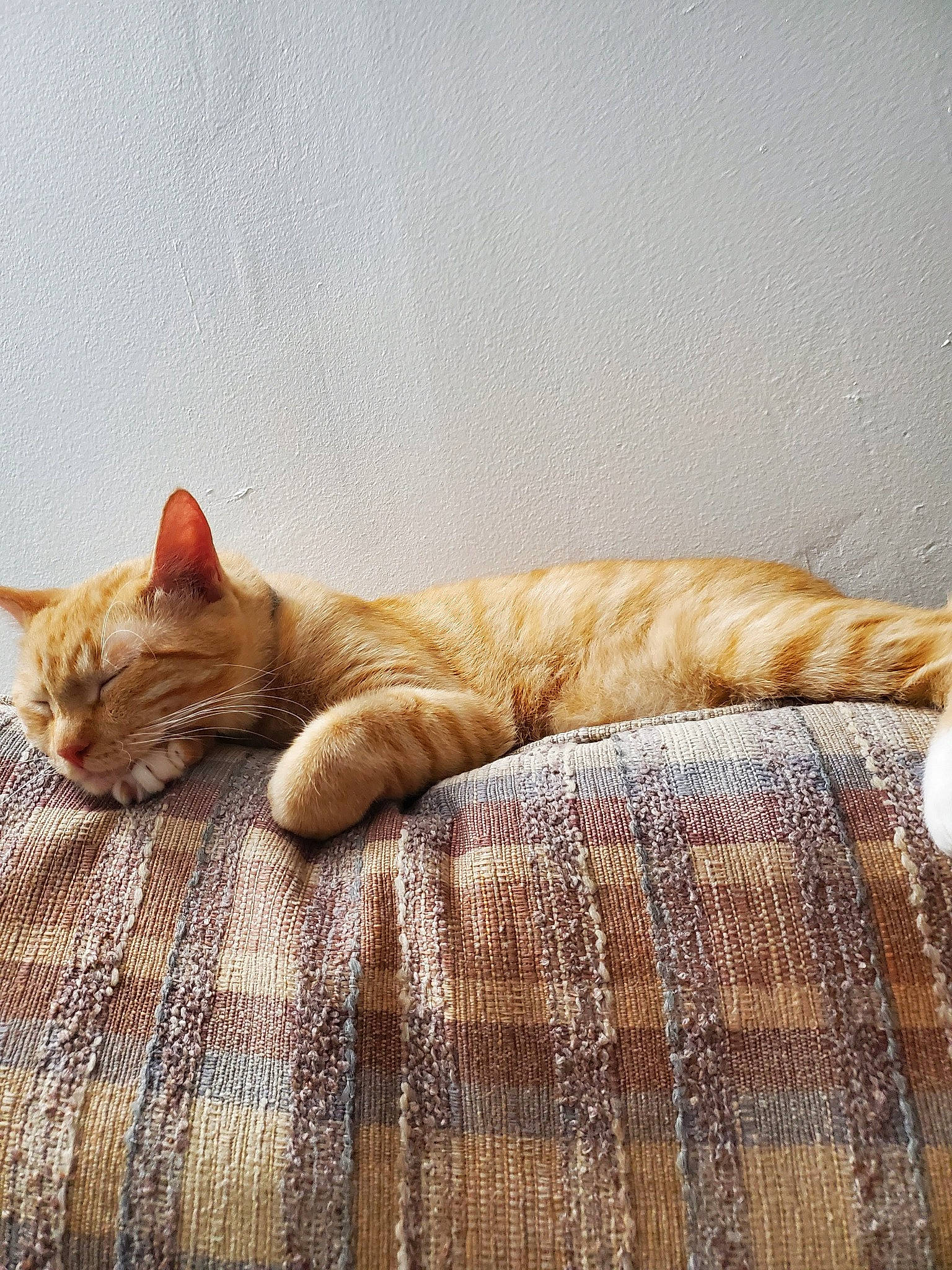 Simba is registered to the contest to win money with this photo: brown, carnivore, cat, comfort, domestic_short_haired_cat, fawn, felidae, flooring, fur, hardwood, linens, nap, pattern, small_to_medium_sized_cats, snout, tail, terrestrial_animal, textile, whiskers, wood