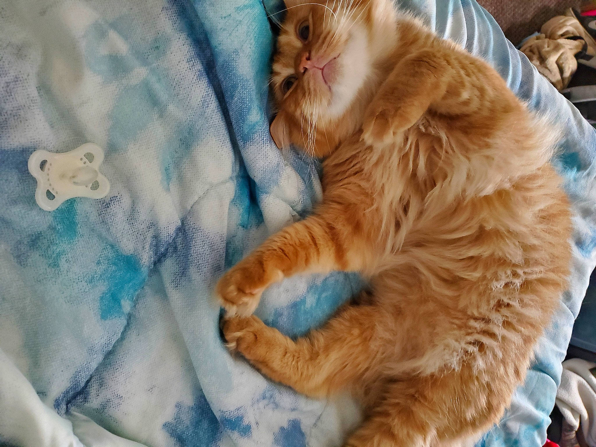 Milo is registered to the contest to win money with this photo: baby_toddler_clothing, carnivore, cat, claw, comfort, companion_dog, domestic_short_haired_cat, electric_blue, fawn, felidae, fur, linens, nap, pattern, paw, sleeve, small_to_medium_sized_cats, snout, tail, whiskers