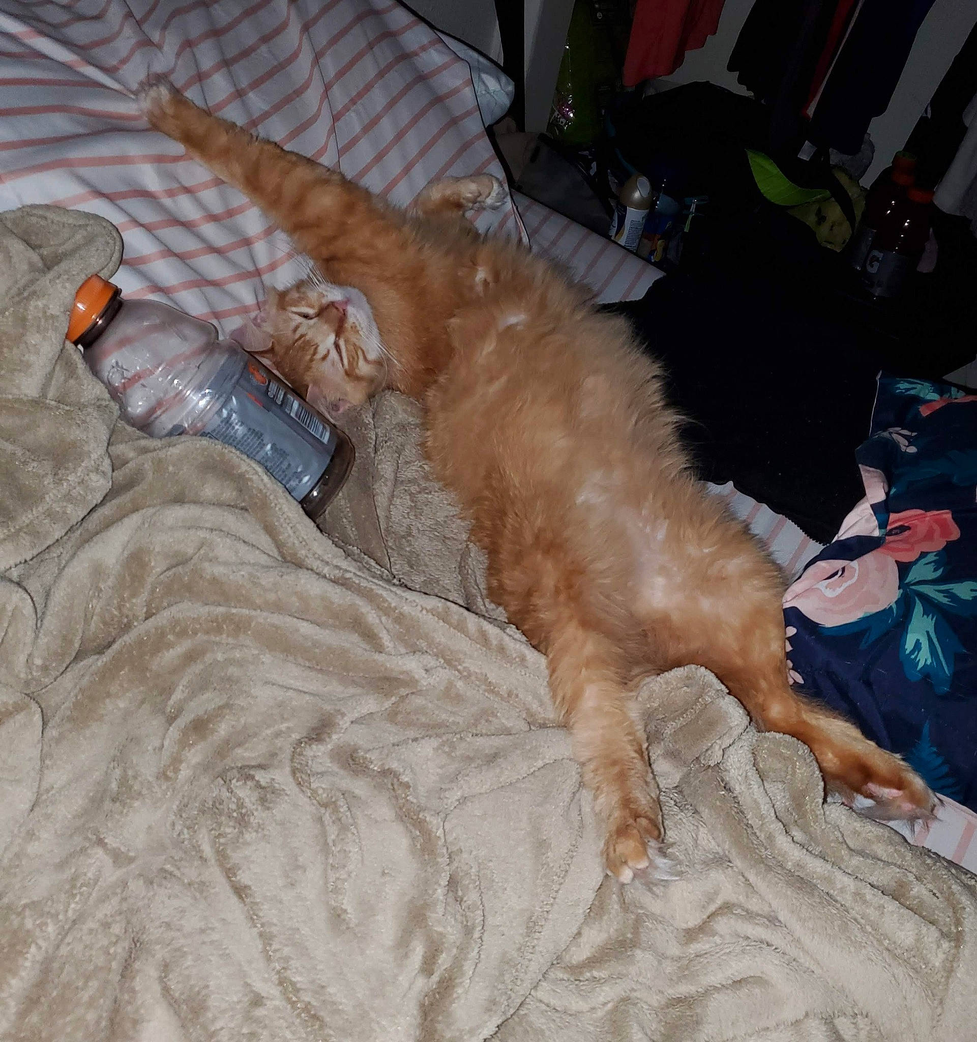 Milo joined the competition — help win amazing prizes! bedding, canidae, carnivore, comfort, companion_dog, couch, dog, dog_breed, duvet, fawn, foot, fur, hardwood, human_leg, linens, paw, sporting_group, tail, wood, working_animal