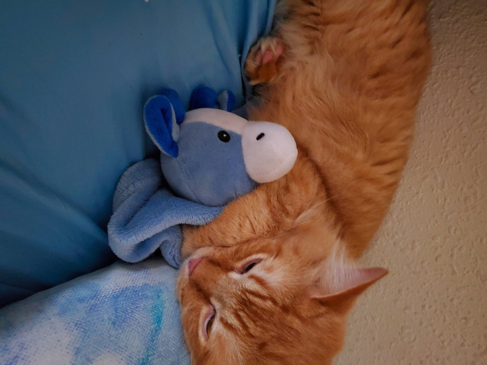Milo joined the competition — help win amazing prizes! bed, canidae, cat, comfort, fawn, felidae, fur, linens, mammal, plush, small_to_medium_sized_cats, snout, stuffed_toy, tail, teddy_bear, textile, toy, whiskers, wood, working_animal
