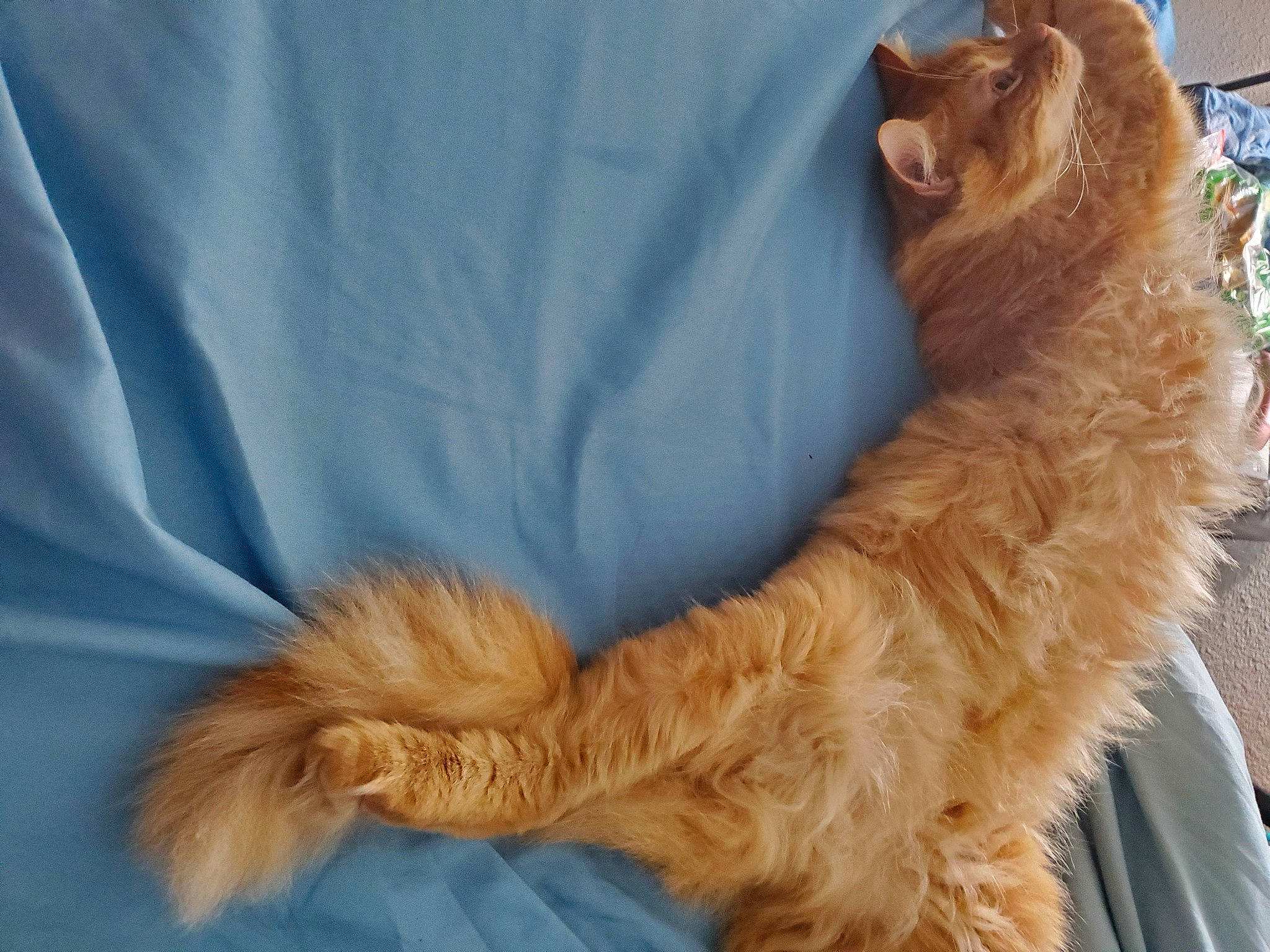 Milo is registered to the contest to win money with this photo: canidae, carnivore, cat, claw, comfort, companion_dog, dog_breed, fawn, felidae, fur, gesture, liver, paw, small_to_medium_sized_cats, snout, sporting_group, tail, whiskers, working_animal