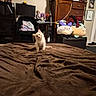 bedroom, blanket, brown_blanket, cabinet, chair, cozy, curious, cushion, cute, decor, furniture, home, indoor, kitten, pet, plush_toys, room, small_animal, stuffed_animal, wooden_furniture