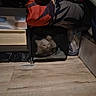 Gohan joined the competition — help win amazing prizes! animal, carrier, cat, clothes, compartment, curious, cute, dim_light, fabric, feline, floor, folded_clothes, home, indoor, mesh, pet, small_space, storage, wooden_floor, zipper