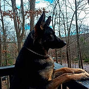 Sheena is registered to the contest to win money with this photo: german_shepherd, dog, outdoor, forest, trees, wooden_railing, animal, pet, nature, sky, winter, leafless_trees, canine, collar, profile, daylight, quiet, peaceful, watching, mammal
