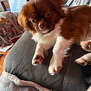 Mario joined the competition — help win amazing prizes! animal, blanket, brown, companion, couch, cozy, cute, dog, fur, furniture, home, indoor, laying, paw, pet, portrait, relaxed, resting, soft_light, white