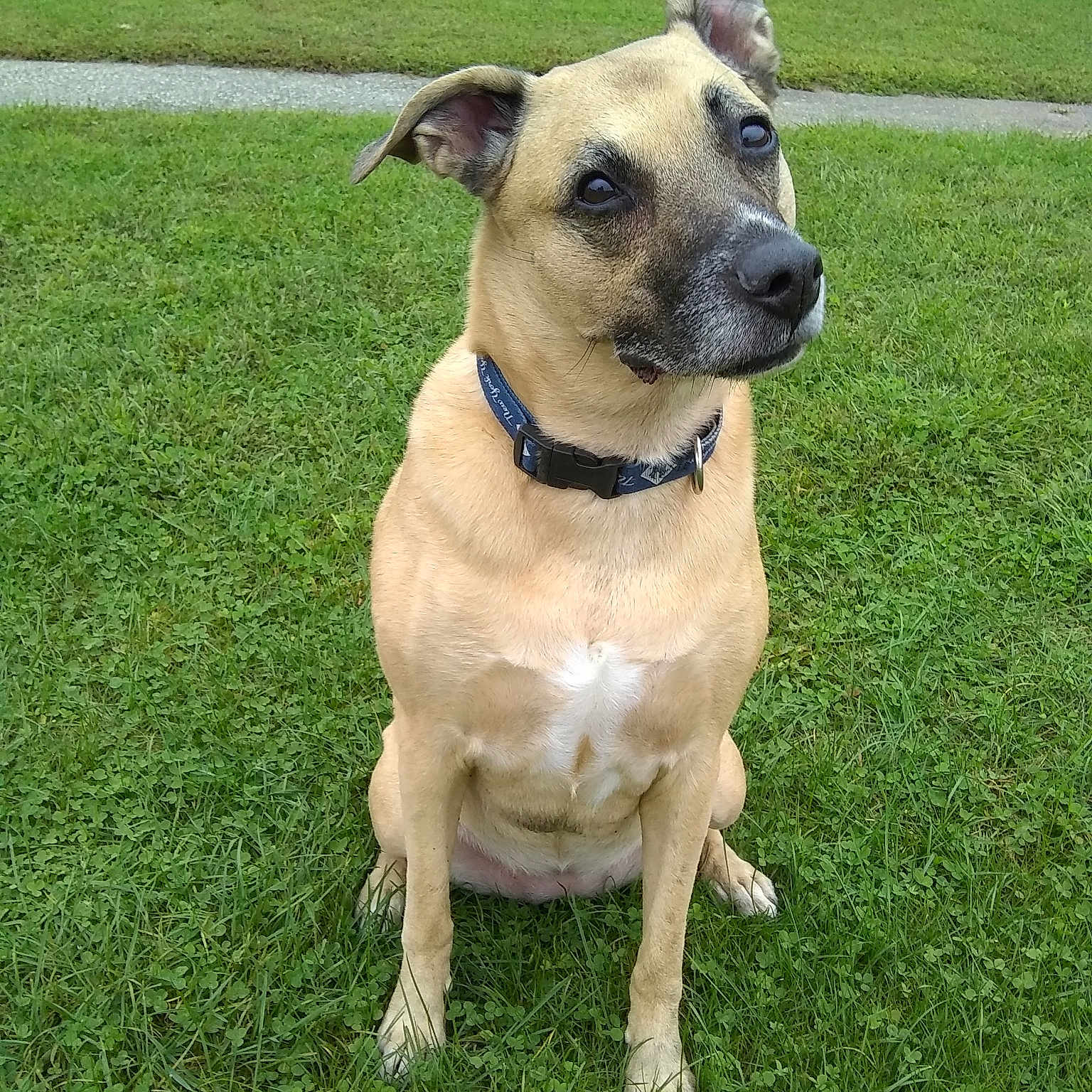 Sambuca is registered to the contest to win money with this photo: black_mouth_cur, dog, dog_breed, dog_breed_group, dog_like_mammal, fawn, grass, snout