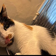 Millie joined the competition — help win amazing prizes! cat, calico_cat, pet, tongue_out, close_up, whiskers, fur, green_eyes, ear, indoor, bed, blanket, cozy, relaxed, portrait, domestic_animal, curious, soft_light, curtain, lounging