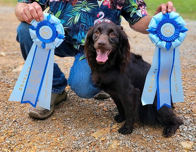 Ellie Mae joined the competition — help win amazing prizes! canidae, carnivore, companion_dog, costume, dog, dog_breed, dog_sports, dog_supply, electric_blue, event, fun, fur, happy, hat, leisure, personal_protective_equipment, recreation, soil, sporting_group, t_shirt