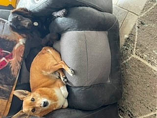 Speedy joined the competition — help win amazing prizes! canidae, carnivore, comfort, companion_dog, dog, dog_breed, dog_supply, fawn, non_sporting_group, pet_supply, sporting_group, tail, terrestrial_animal, toy, toy_dog, working_animal