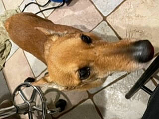 Speedy joined the competition — help win amazing prizes! canidae, carnivore, collar, companion_dog, dog, dog_breed, dog_supply, fawn, fur, liver, paw, pet_supply, snout, sporting_group, terrestrial_animal, whiskers, wood, working_animal