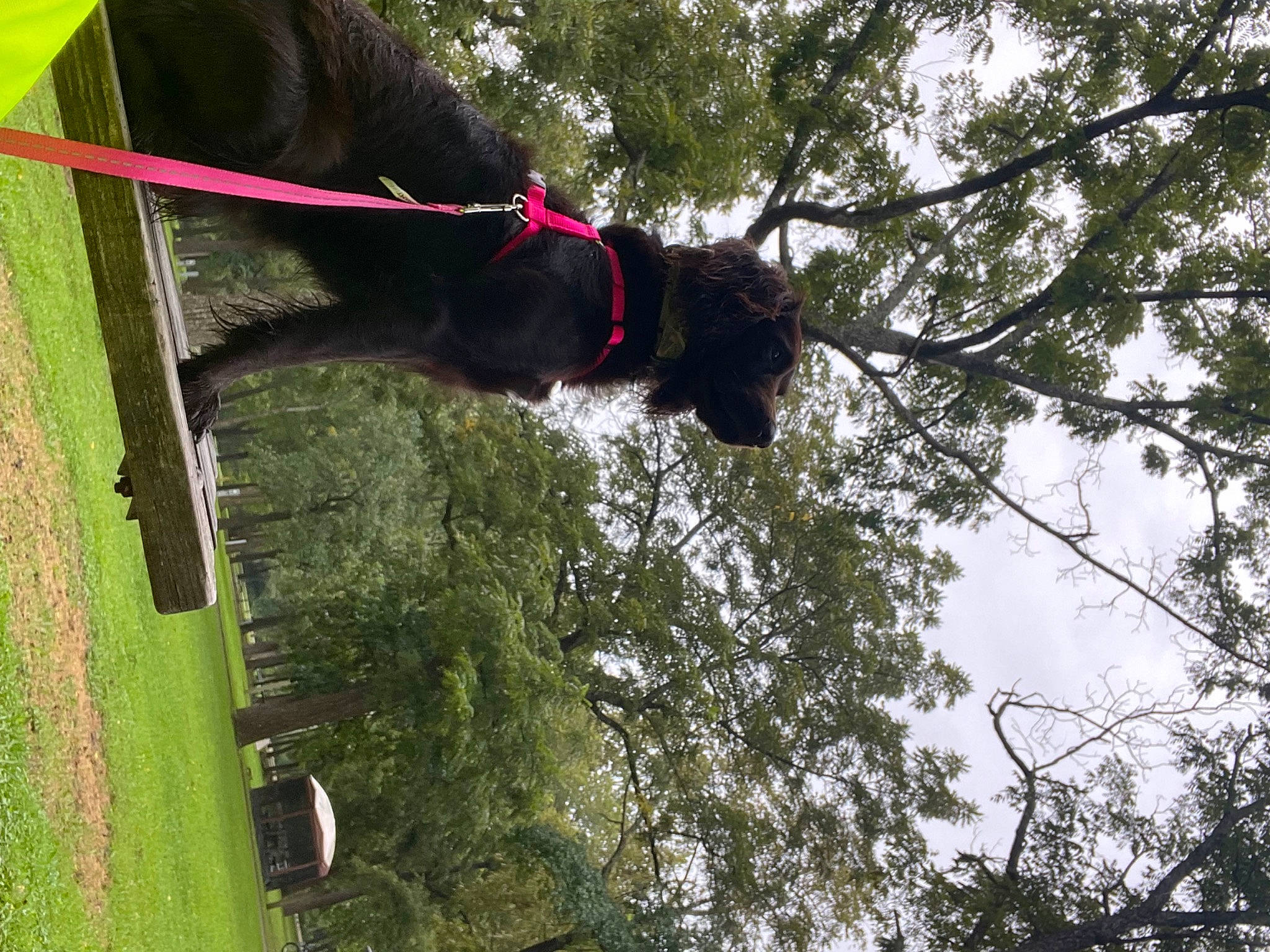 Ellie Mae is registered to the contest to win money with this photo: canidae, carnivore, collar, dog, dog_breed, dog_collar, grass, guard_dog, leash, liver, pet_supply, plant, rope, sky, sporting_group, tail, tree, trunk, twig, working_animal