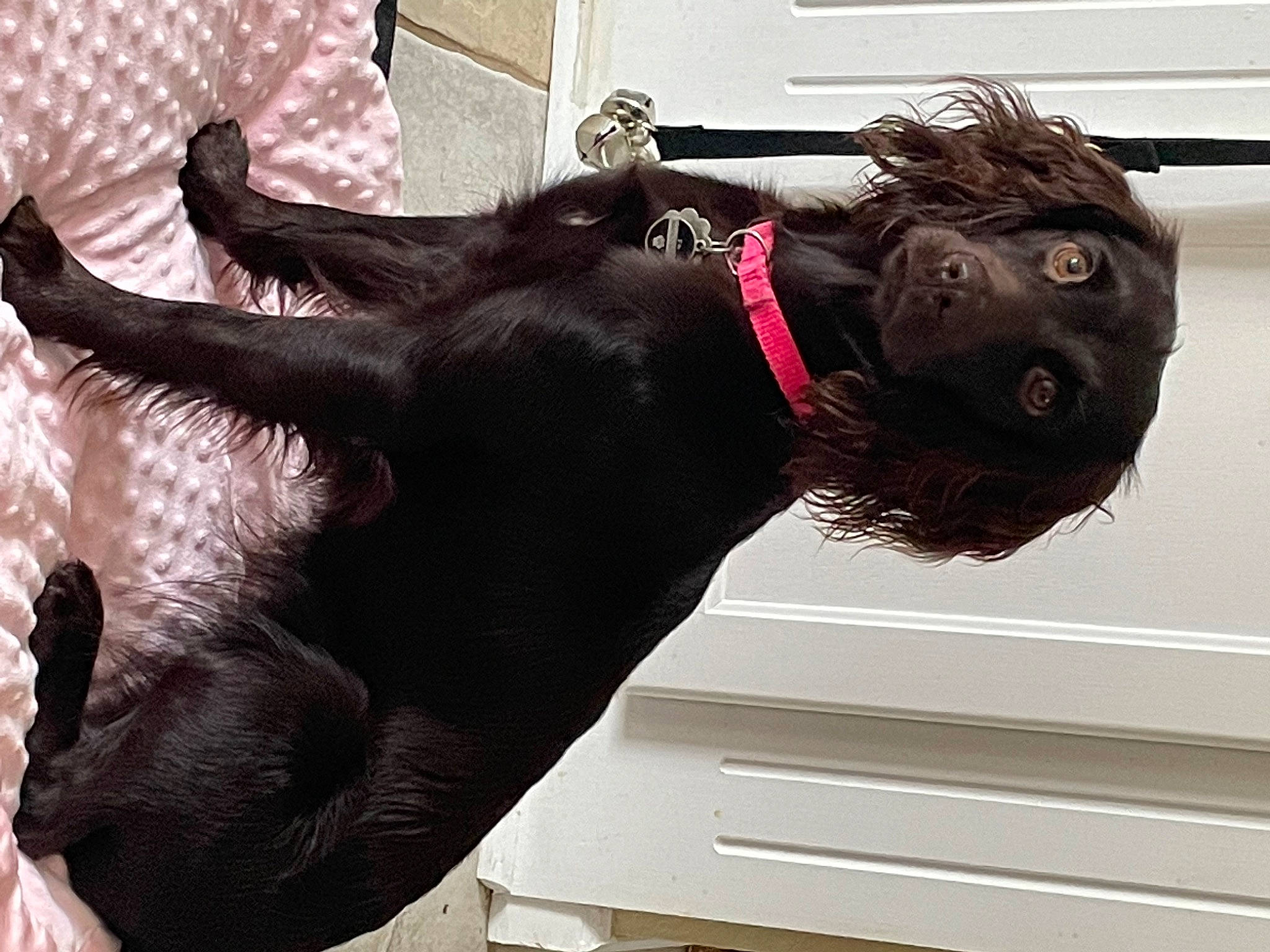 Ellie Mae joined the competition — help win amazing prizes! canidae, carnivore, collar, companion_dog, dog, dog_breed, dog_collar, door, ear, fur, giant_dog_breed, guard_dog, liver, metal, pet_supply, snout, sporting_group, tail, window, working_animal