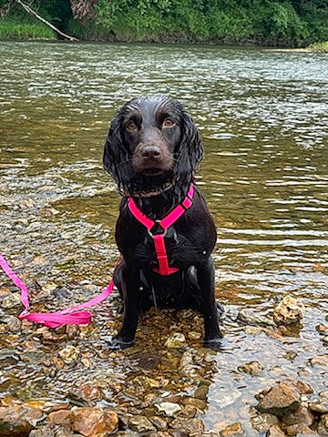 Ellie joined the competition — help win amazing prizes! canidae, carnivore, collar, companion_dog, dog, dog_breed, dog_collar, dog_supply, guard_dog, gun_dog, lake, leash, liver, plant, retriever, snout, sporting_group, water, working_animal, working_dog