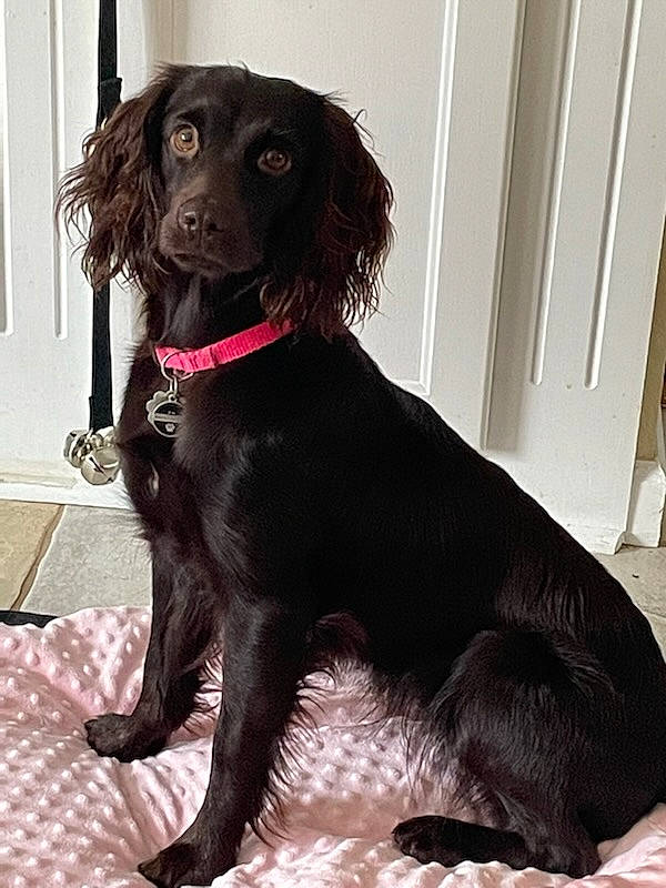 Ellie is registered to the contest to win money with this photo: borador, canidae, carnivore, collar, companion_dog, dog, dog_breed, dog_collar, door, fur, gun_dog, liver, retriever, snout, sporting_group, working_animal