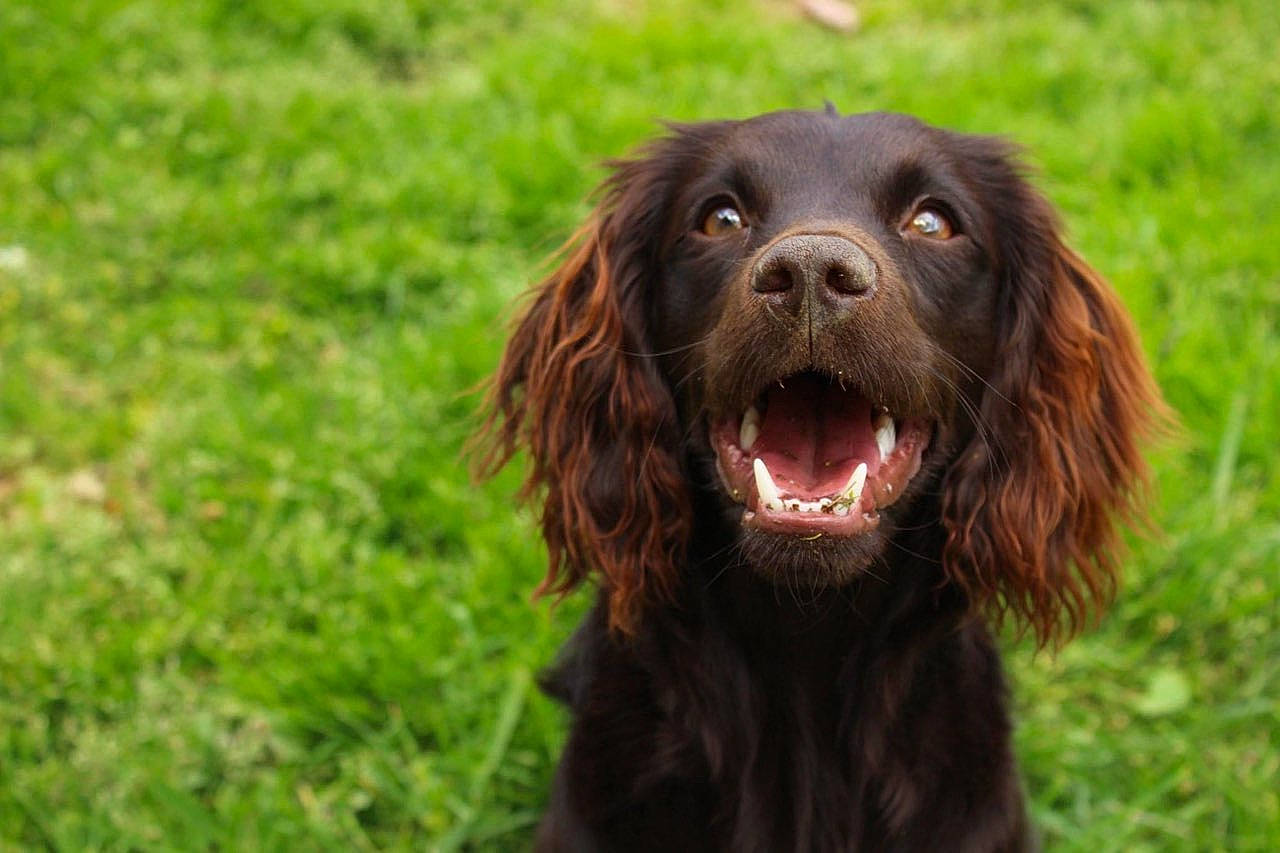 Ellie joined the competition — help win amazing prizes! biting, boykin_spaniel, canidae, carnivore, companion_dog, dog, dog_breed, grass, gun_dog, hunting_dog, liver, retriever, snout, spaniel, sporting_group, terrestrial_animal, water_dog, working_animal, working_dog