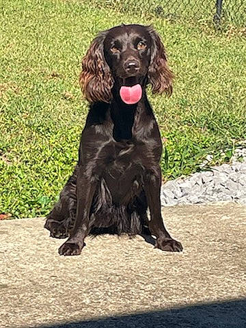 Ellie is registered to the contest to win money with this photo: canidae, carnivore, companion_dog, dog, dog_breed, dog_collar, gun_dog, hunting_dog, liver, snout, sporting_group, terrestrial_animal, working_animal