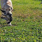 Apollo joined the competition — help win amazing prizes! dog, grass, bird, outdoor, animal, pet, nature, yard, sunlight, fence, canine, mammal, walking, daytime, field, leaf, plant, wildlife, beak, feather