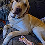 Apollo is registered to the contest to win money with this photo: dog, labrador, yellow_labrador, birthday_cookie, bone_shaped_cookie, couch, indoor, pet, relaxed, animal, celebration, treat, canine, collar, person, camouflage_pants, carpet, closeup, resting, home