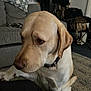 dog, labrador, indoor, pet, animal, living_room, couch, pillow, carpet, collar, fur, paw, person, furniture, portrait, brown, white, home, domestic, canine