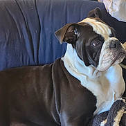 Hank is registered to the contest to win money with this photo: dog, bulldog, black_and_white, pet, animal, bed, blanket, indoor, resting, looking_away, fur, ears, nose, snout, wrinkles, canine, comfortable, domestic, companion, cozy