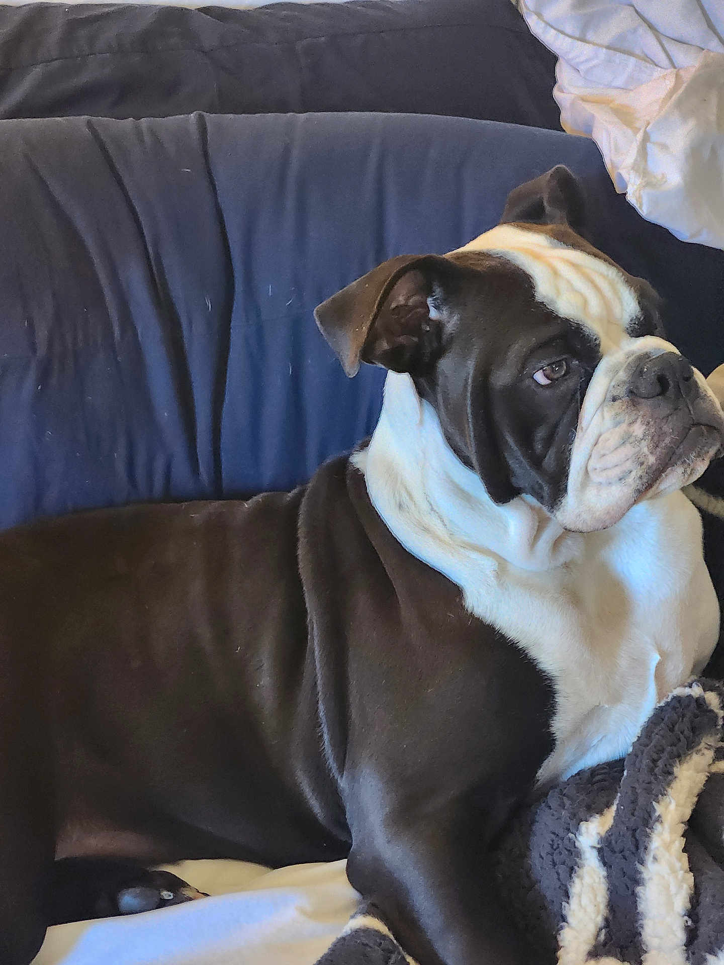 Hank is registered to the contest to win money with this photo: dog, bulldog, black_and_white, pet, animal, bed, blanket, indoor, resting, looking_away, fur, ears, nose, snout, wrinkles, canine, comfortable, domestic, companion, cozy
