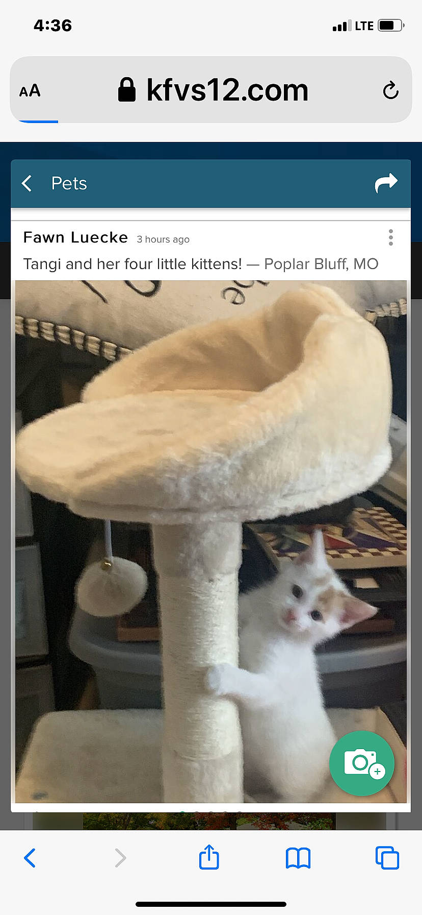 Snowball joined the competition — help win amazing prizes! carnivore, cat, cat_supply, felidae, font, fur, mushroom, organism, pet_supply, photo_caption, screenshot, small_to_medium_sized_cats, tail, whiskers, white