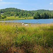 Dixice is registered to the contest to win money with this photo: animals, canine, clouds, dog, field, grass, greenery, lake, landscape, nature, outdoor, peaceful, rural, scenic, sky, summer, sunlight, trees, water, wildlife