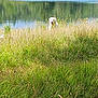 animal, canine, dog, field, forest, grass, greenery, lake, landscape, nature, outdoor, pet, reflection, summer, sunny, tall_grass, trees, water, white_dog, wildlife
