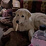 animal, blanket, chew_stick, cozy, cute, dog, domestic, floor, fur, furniture, home, indoor, laying_down, mammal, pet, relaxed, resting, slippers, water_bottle, white