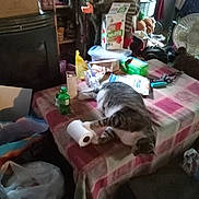 Baby joined the competition — help win amazing prizes! cat, tabby_cat, table, toilet_paper, clutter, household_items, bottle, plastic_bag, fan, box, curtain, fabric, indoor, pet, furniture, messy, animal, sleeping, paw, resting