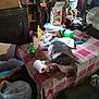 cat, tabby_cat, table, toilet_paper, clutter, household_items, bottle, plastic_bag, fan, box, curtain, fabric, indoor, pet, furniture, messy, animal, sleeping, paw, resting