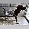 Tucker is registered to the contest to win money with this photo: dog, german_shorthaired_pointer, pet, indoor, floor, cabinet, window, collar, alert, standing, brown, white, spotted, tile_floor, wooden_cabinet, natural_light, side_view, canine, domestic_animal, house